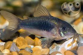 Bronze Cory